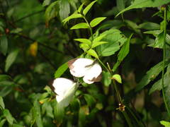 Leptophobia aripa balidia