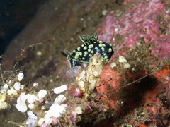Nembrotha cristata