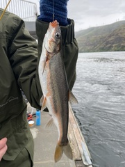 Mylocheilus caurinus