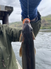 Mylocheilus caurinus