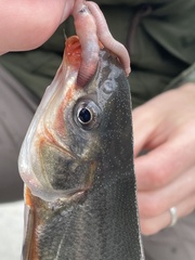 Mylocheilus caurinus