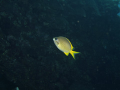 Chromis analis