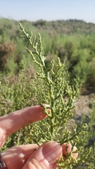 Allenrolfea occidentalis