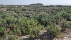 Allenrolfea occidentalis