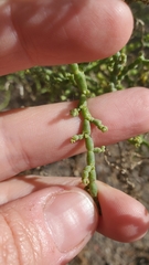 Allenrolfea occidentalis