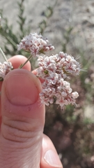Eriogonum fasciculatum