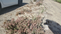 Eriogonum fasciculatum
