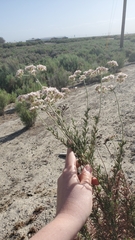 Eriogonum fasciculatum