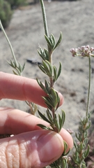 Eriogonum fasciculatum