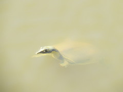 Apalone spinifera pallida