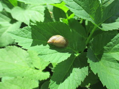 Oxyloma retusum
