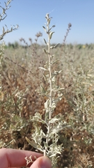 Atriplex polycarpa