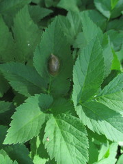 Oxyloma retusum