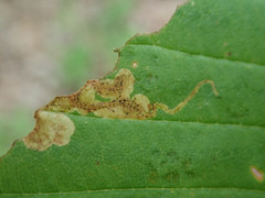 Phytomyza aesculi