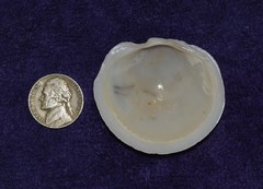 Anodontia alba