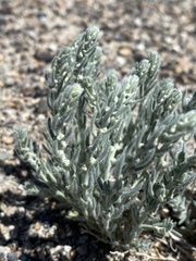 Neokochia americana