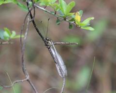 Ascaloptynx appendiculata