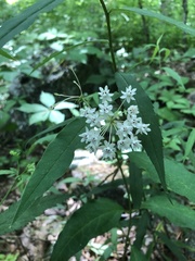Asclepias quadrifolia