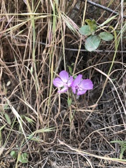 Clarkia bottae