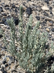 Neokochia americana