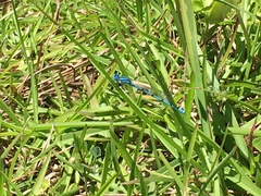 Enallagma doubledayi