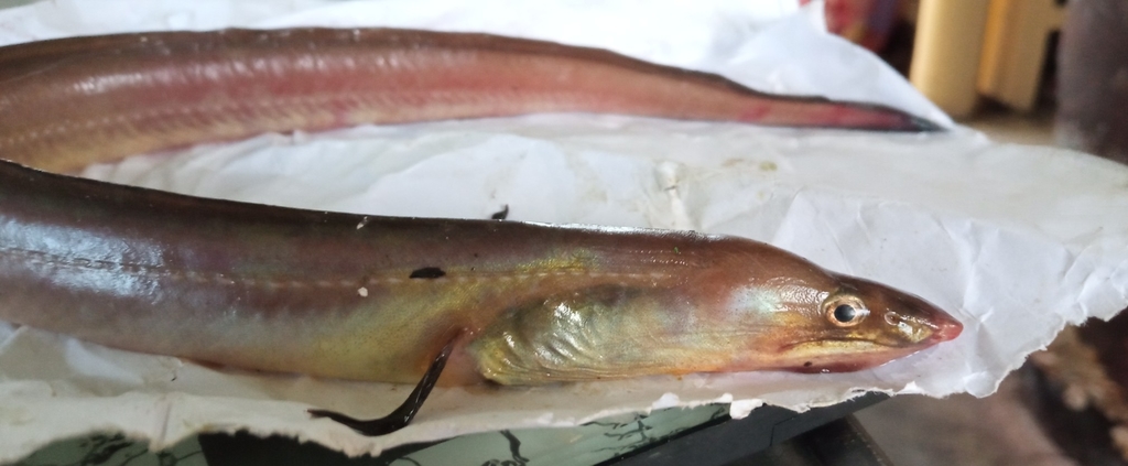 Conehead Eel