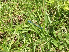 Enallagma doubledayi