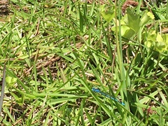 Enallagma doubledayi