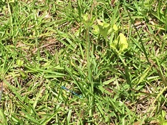 Enallagma doubledayi