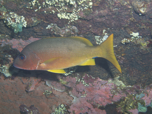 Button snapper (Lutjanus boutton) — Lutjanidae
