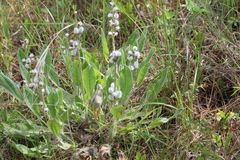 Lupinus villosus