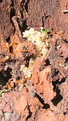 Solenopsis carolinensis