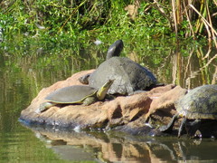 Apalone spinifera pallida