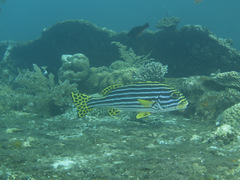 Plectorhinchus vittatus