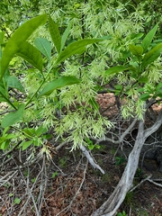 Chionanthus virginicus