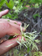 Chionanthus virginicus