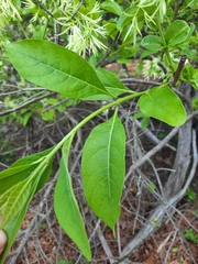 Chionanthus virginicus