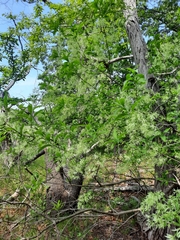 Chionanthus virginicus