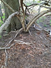 Chionanthus virginicus