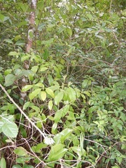 Palicourea violacea