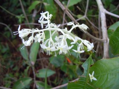 Palicourea violacea