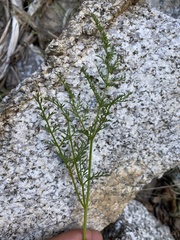 Cymopterus petraeus