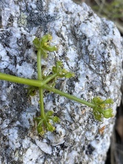 Cymopterus petraeus