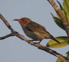 Myzomela erythrocephala