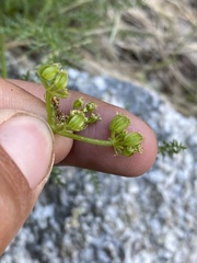 Cymopterus petraeus