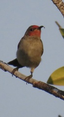 Myzomela erythrocephala