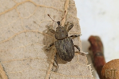 Neochetina eichhorniae