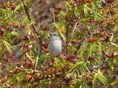 Saxicola tectes