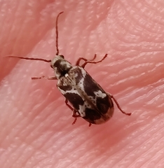 Ptinomorphus imperialis