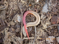 Gymnophthalminae